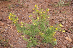 Crotalaria paniculata var. paniculata